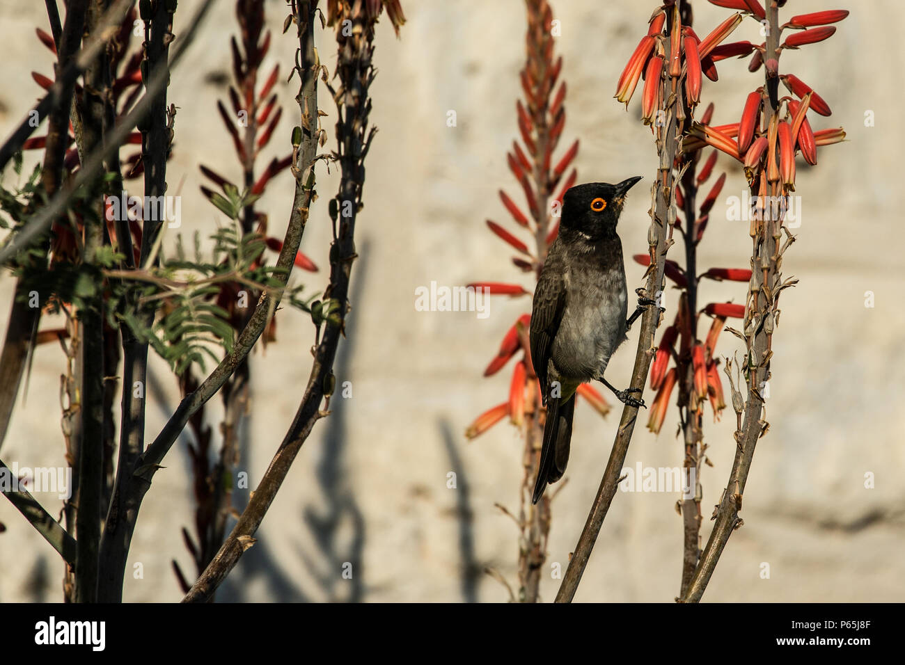 Red eyed Bulbul africains Banque D'Images