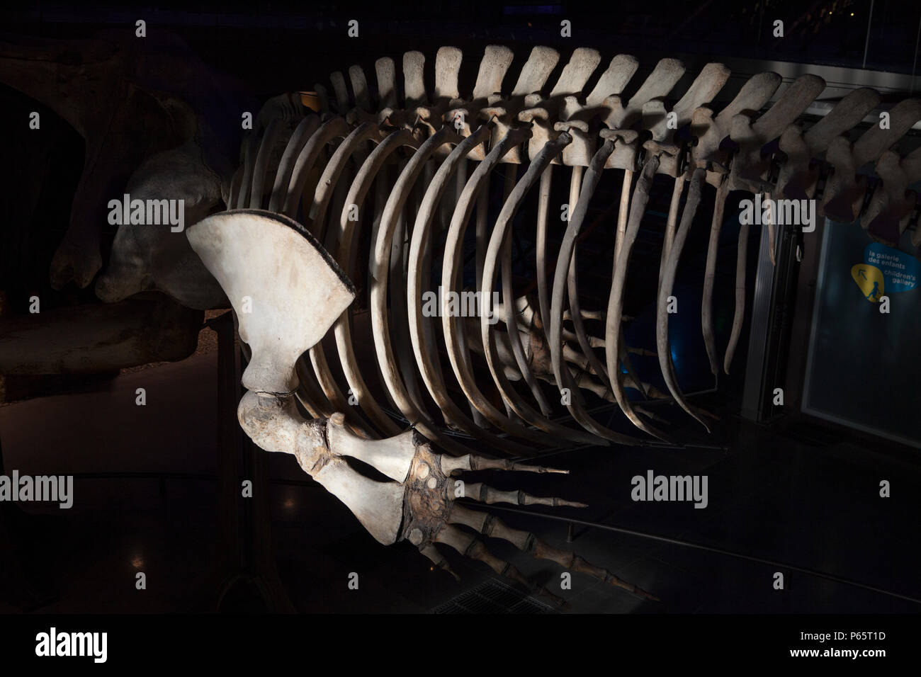 Un squelette de baleine dans la Grande Galerie de l'évolution dans le Musée National d'Histoire Naturelle de Paris, France Banque D'Images