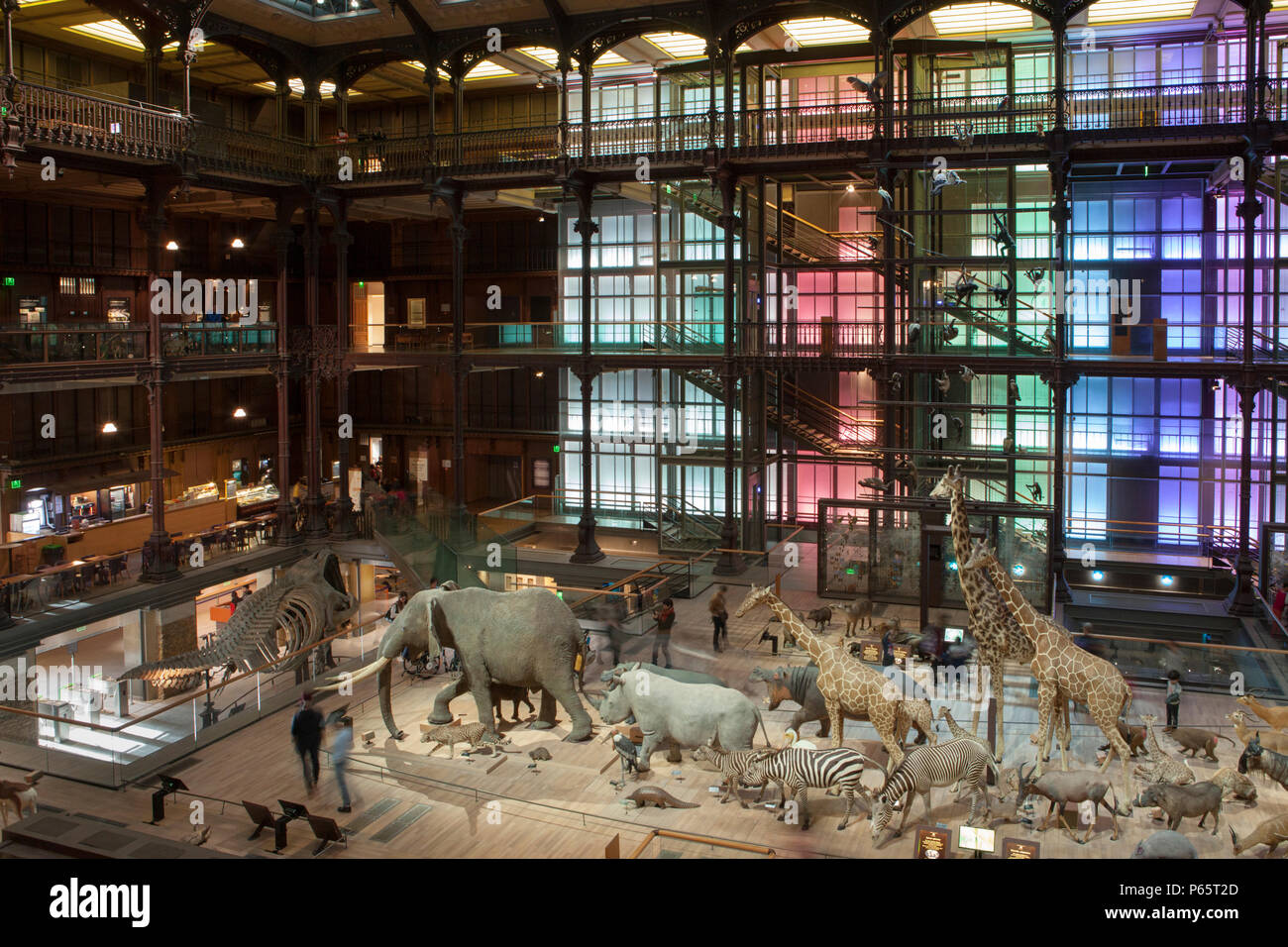 La Grande Galerie de l'évolution dans le Musée National d'Histoire Naturelle de Paris, France Banque D'Images