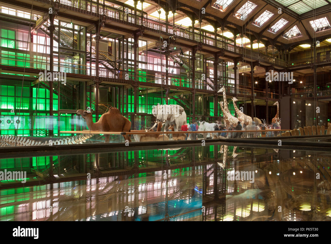 La Grande Galerie de l'évolution dans le Musée National d'Histoire Naturelle de Paris, France Banque D'Images