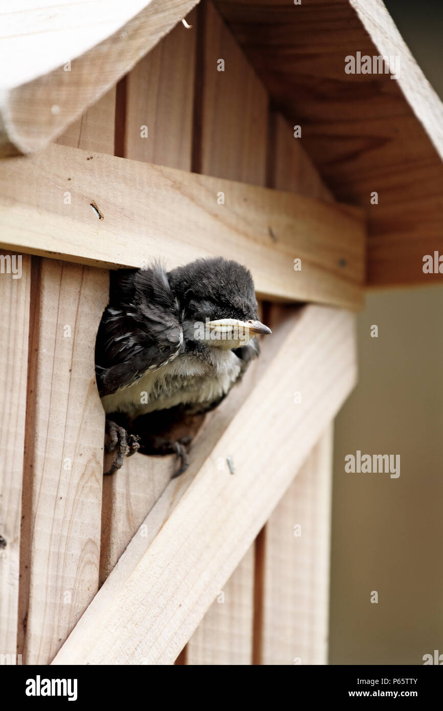 Tres Jeune Bebe Hirondelle Bicolore En Attente A L Entree De Son Nid Pour Les Parents De Venir Le Nourrir L Extreme Profondeur De Champ Avec F Photo Stock Alamy