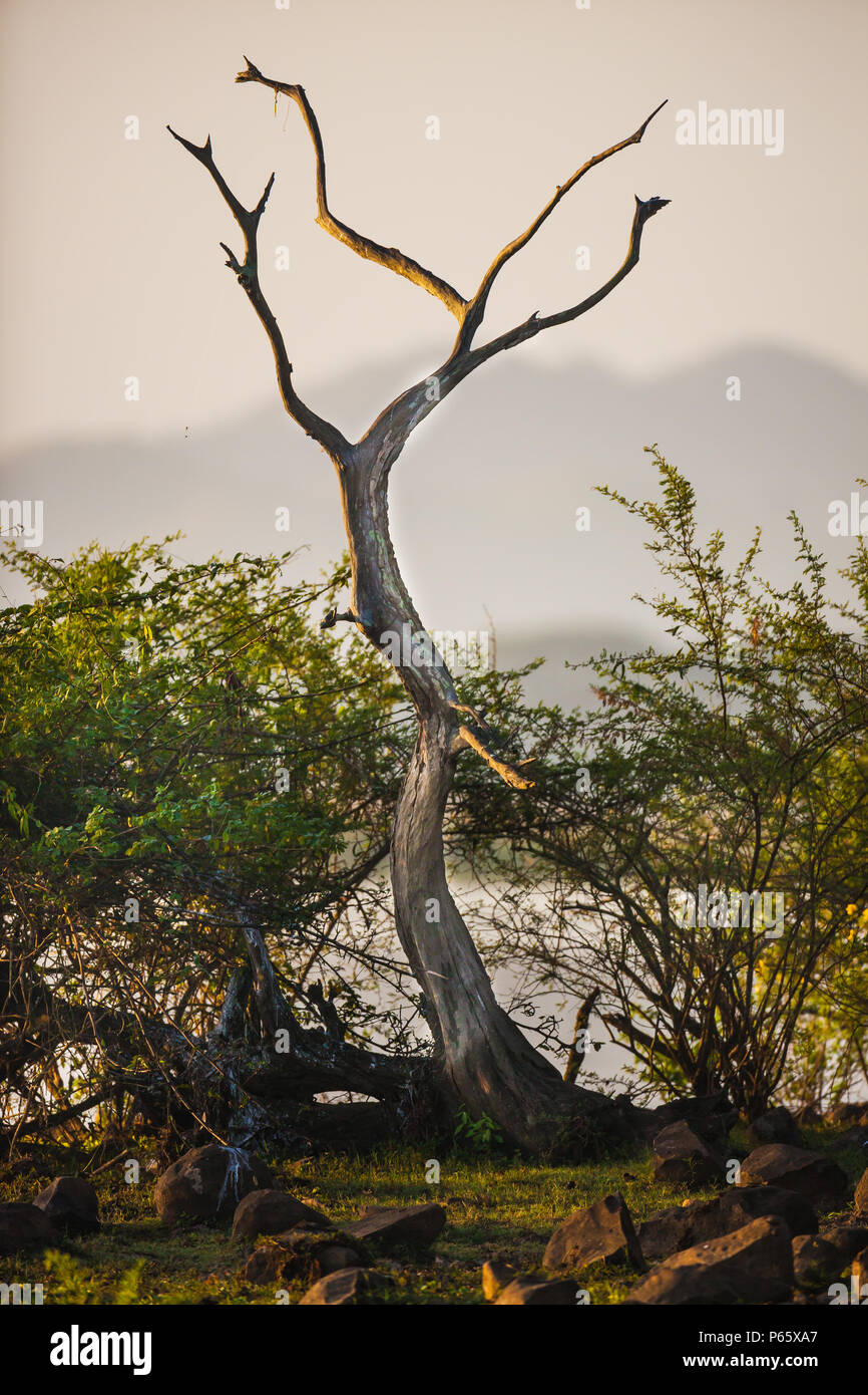 Tôt le matin au bord de lac de Cienaga de las Macanas wetland, Herrera province, République du Panama. Banque D'Images