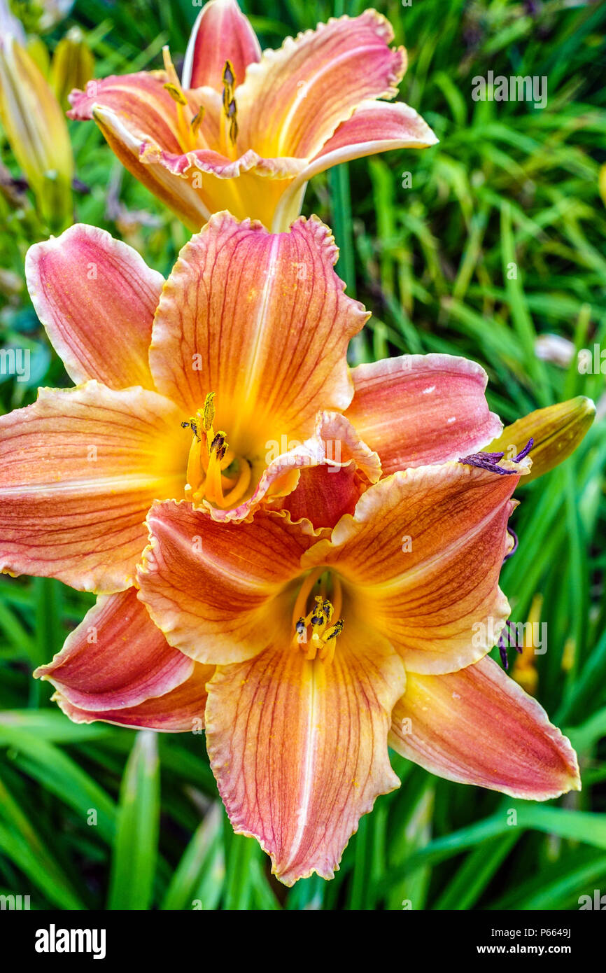Nénuphars Hemerocallis 'Orange Sunrise' daylilas fleurs Banque D'Images
