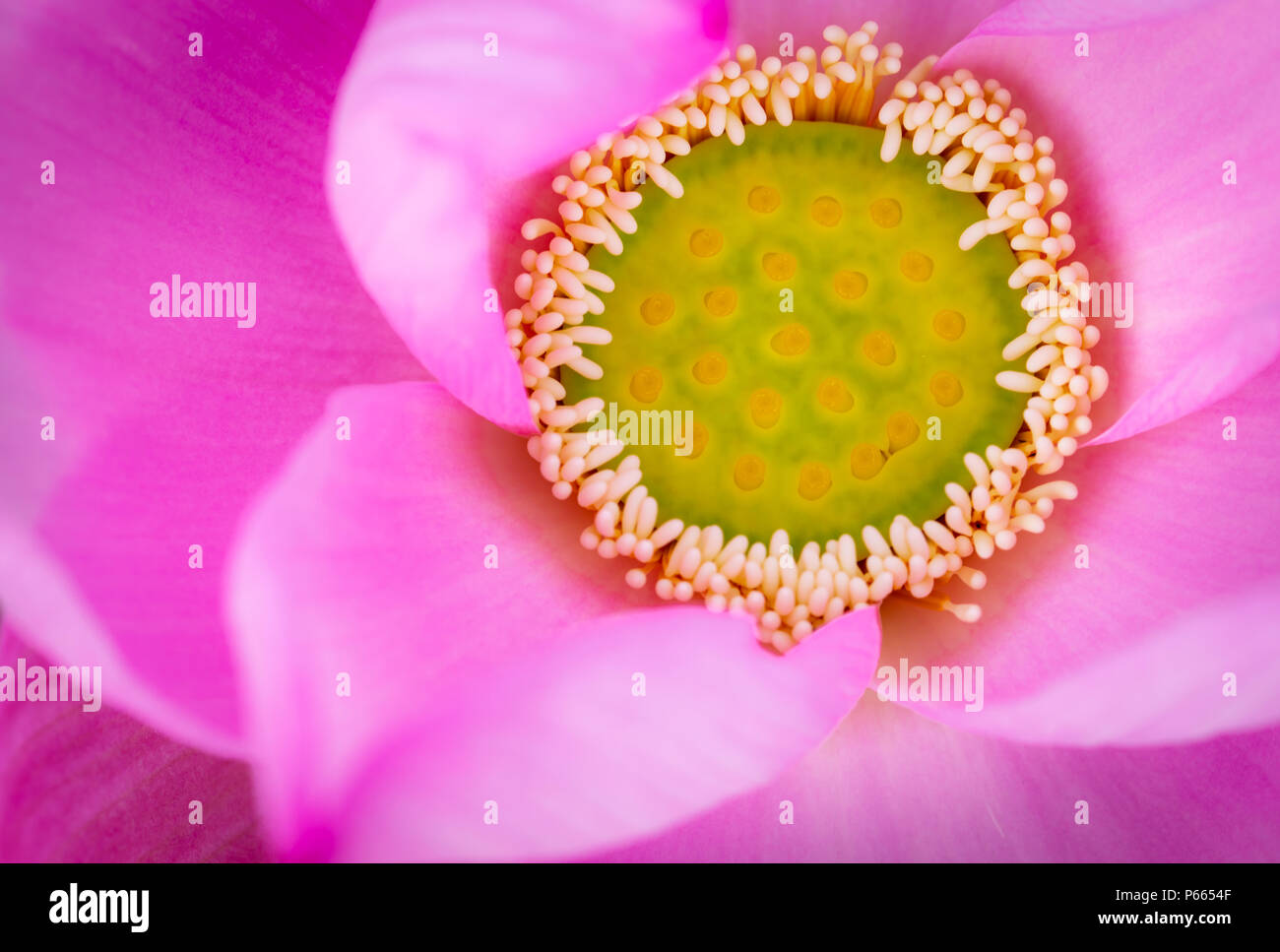 Vue de dessus de la fleur de lotus rose. Dans le Bouddhisme le lotus est connu pour être associé à la pureté, l'éveil spirituel et la fidélité. Plante aquatique. Banque D'Images