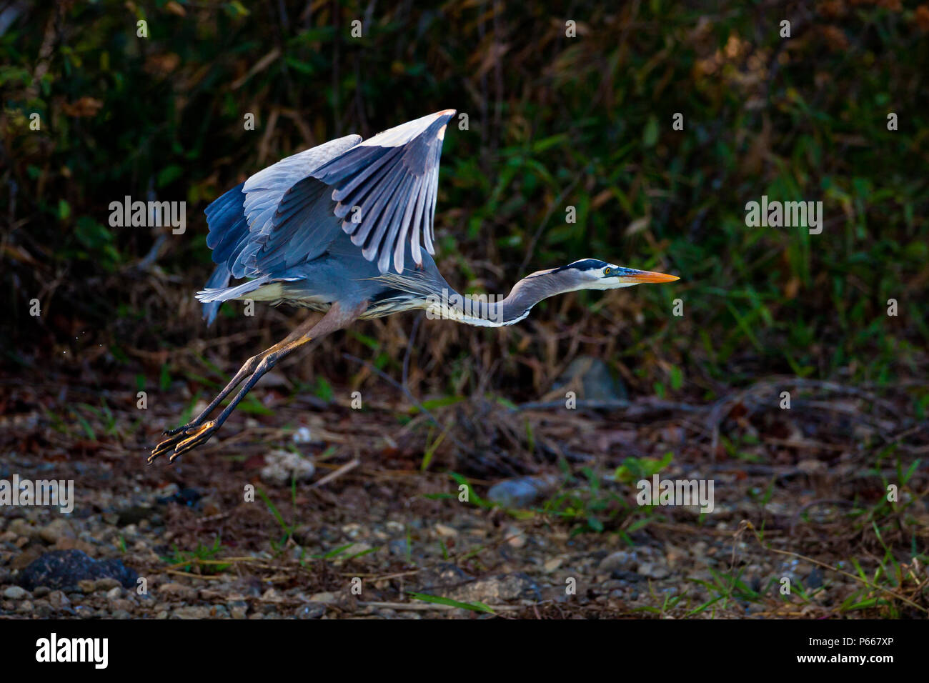 Le Grand Héron, Ardea herodias, au bord du lac de Gatun lake, du côlon province, République du Panama. Banque D'Images