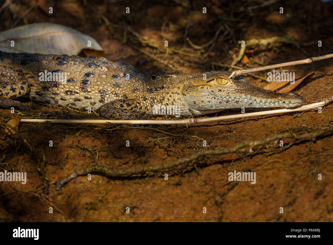 La faune du Panama avec un jeune crocodile américain, Crocodylus acutus, au bord du lac de Gatun, province de Colon, République du Panama. Banque D'Images