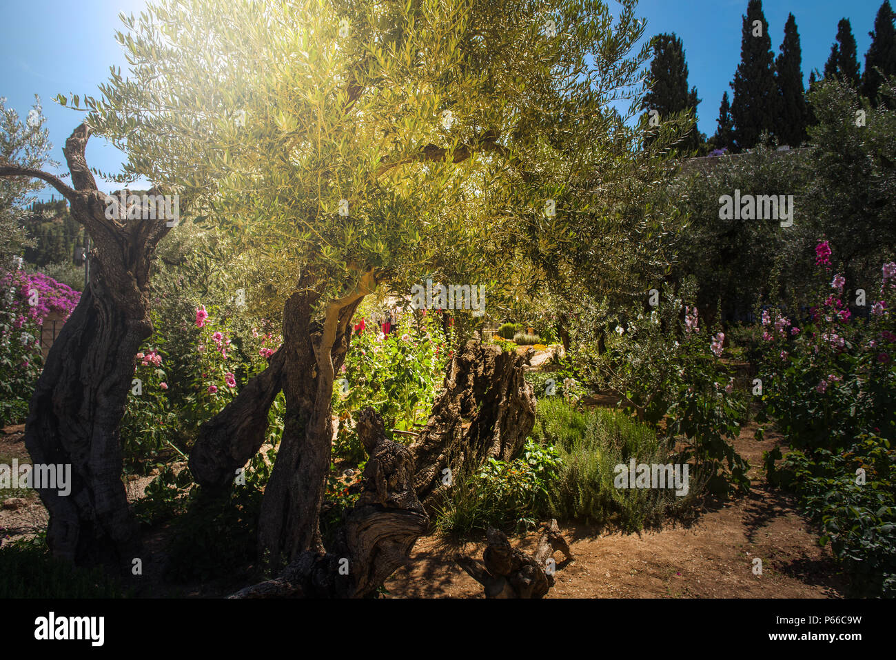 Lumière divine, dans le jardin de Gethsémani sunray, Mont des Oliviers, Jérusalem. Lieu biblique où Jésus a été trahi par Judas Banque D'Images