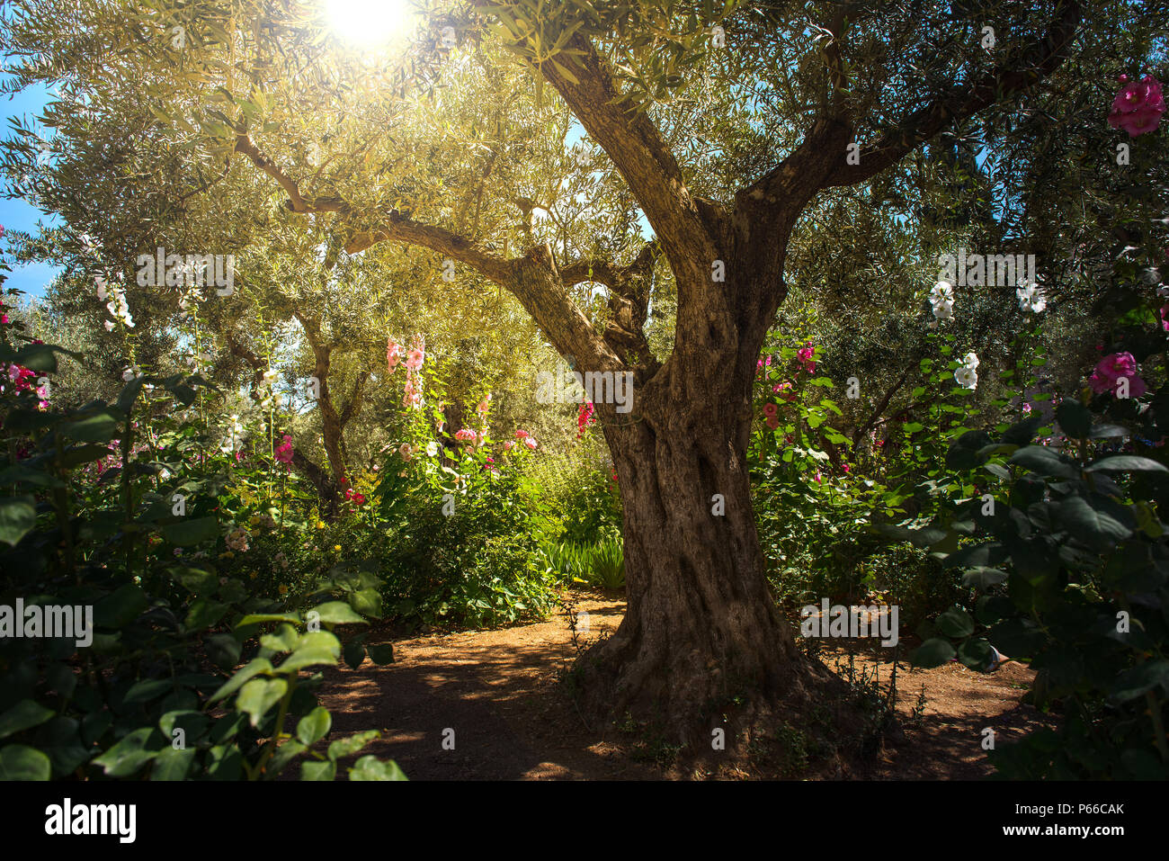 Lumière divine, dans le jardin de Gethsémani sunray, Mont des Oliviers, Jérusalem. Lieu biblique où Jésus a été trahi par Judas Banque D'Images