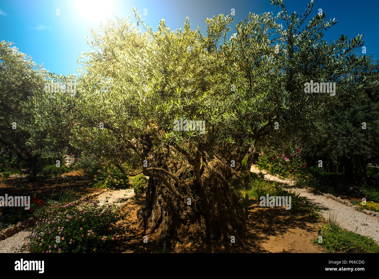Lumière divine, dans le jardin de Gethsémani sunray, Mont des Oliviers, Jérusalem. Lieu biblique où Jésus a été trahi par Judas Banque D'Images