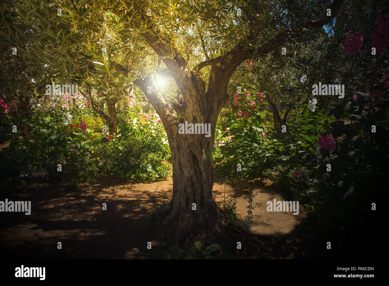 Lumière divine, dans le jardin de Gethsémani sunray, Mont des Oliviers, Jérusalem. Lieu biblique où Jésus a été trahi par Judas Banque D'Images