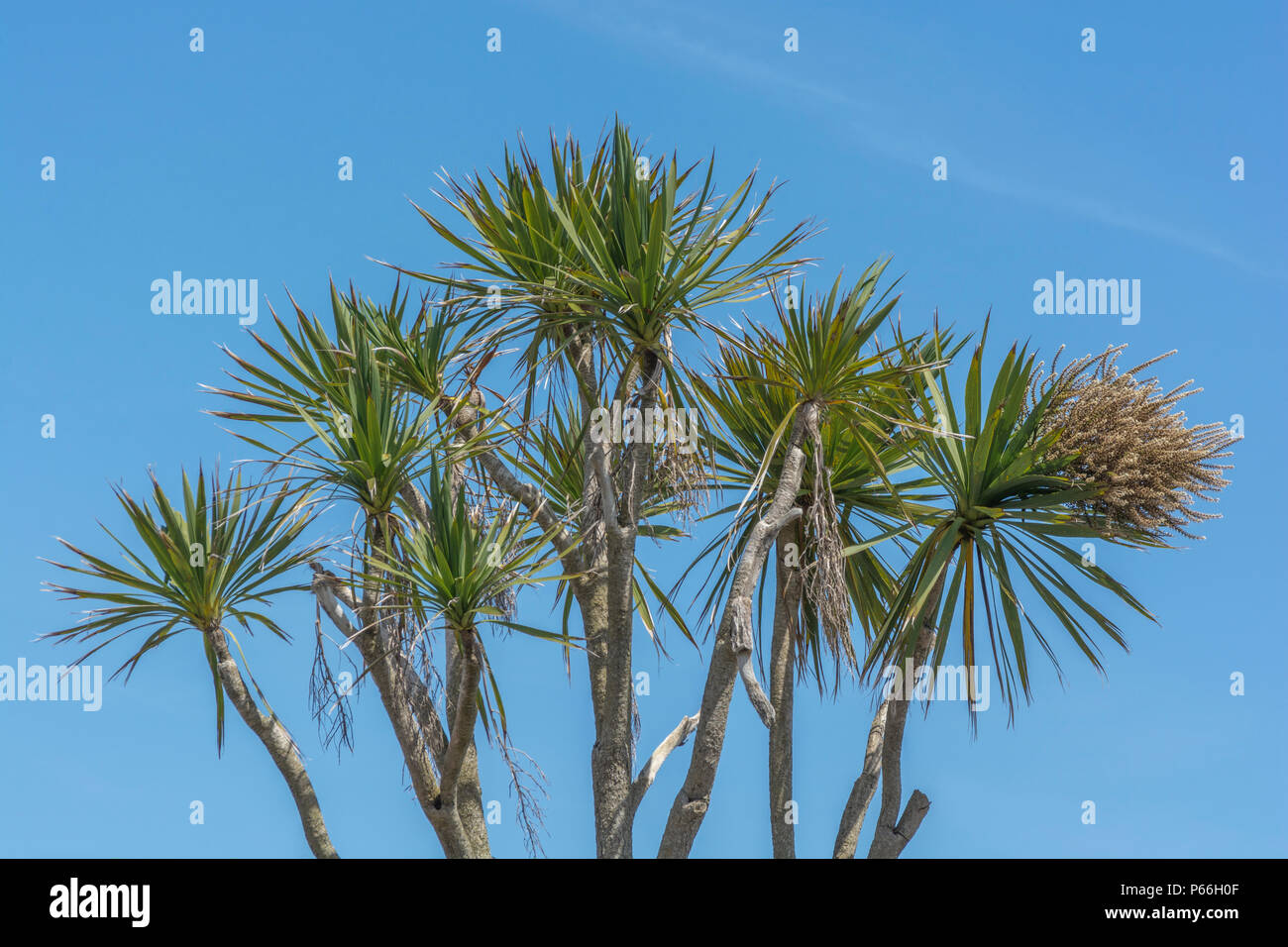 Cornish palmier / Cordyline australis à Newquay, Cornwall, défini dans un bleu ciel d'été. Parfois appelée la Nouvelle Zélande arbre de chou. Banque D'Images