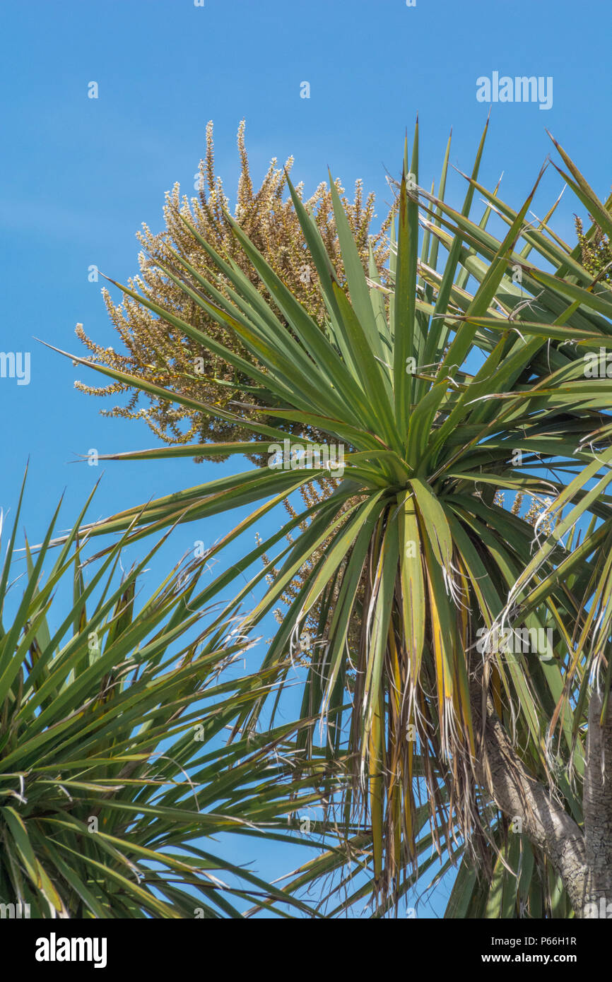 Cornish palmier / Cordyline australis à Newquay, Cornwall, défini dans un bleu ciel d'été. Parfois appelée la Nouvelle Zélande arbre de chou. Banque D'Images