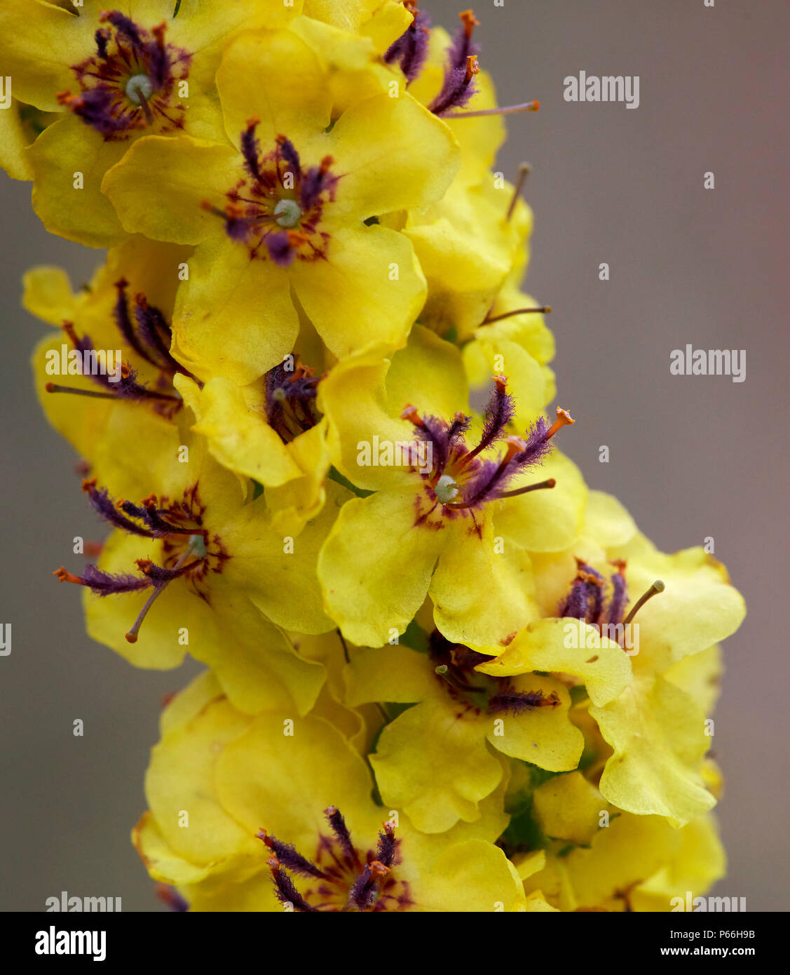 Fleurs de Molène sombre. Banque D'Images
