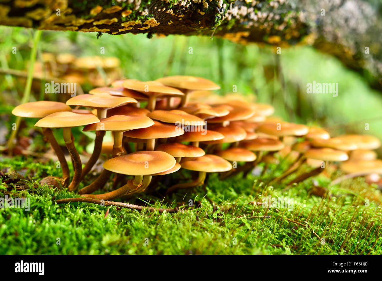 Arrière-plan de champignons avec tronc d'arbre moussu et focus sélectif. Belle scène d'automne. Banque D'Images