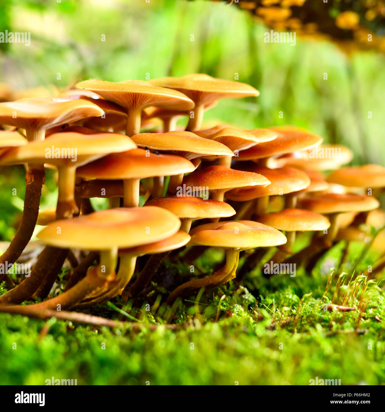 Arrière-plan de champignons avec tronc d'arbre moussu et focus sélectif. Belle scène d'automne. Banque D'Images