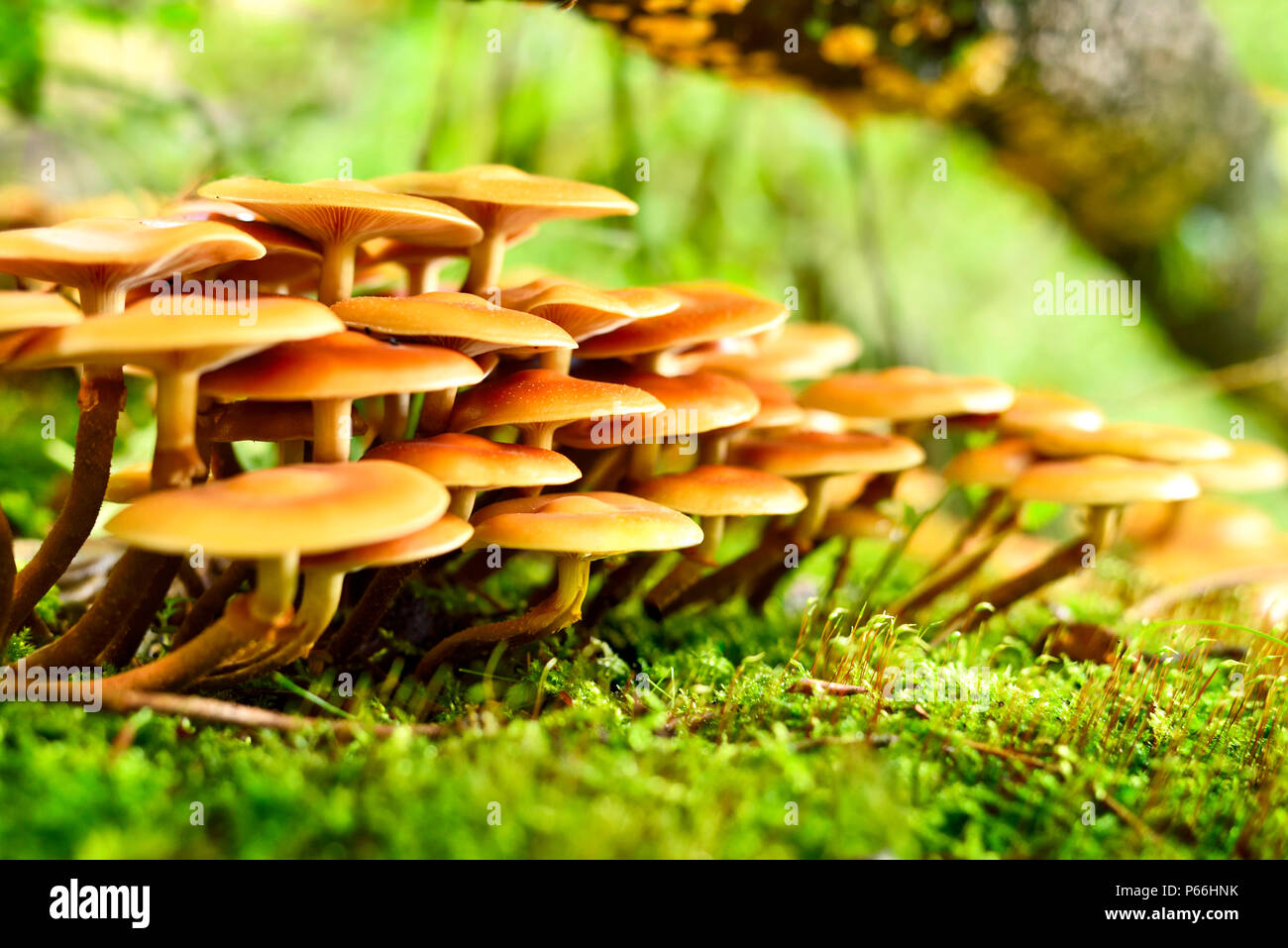 Arrière-plan de champignons avec tronc d'arbre moussu et focus sélectif. Belle scène d'automne. Banque D'Images