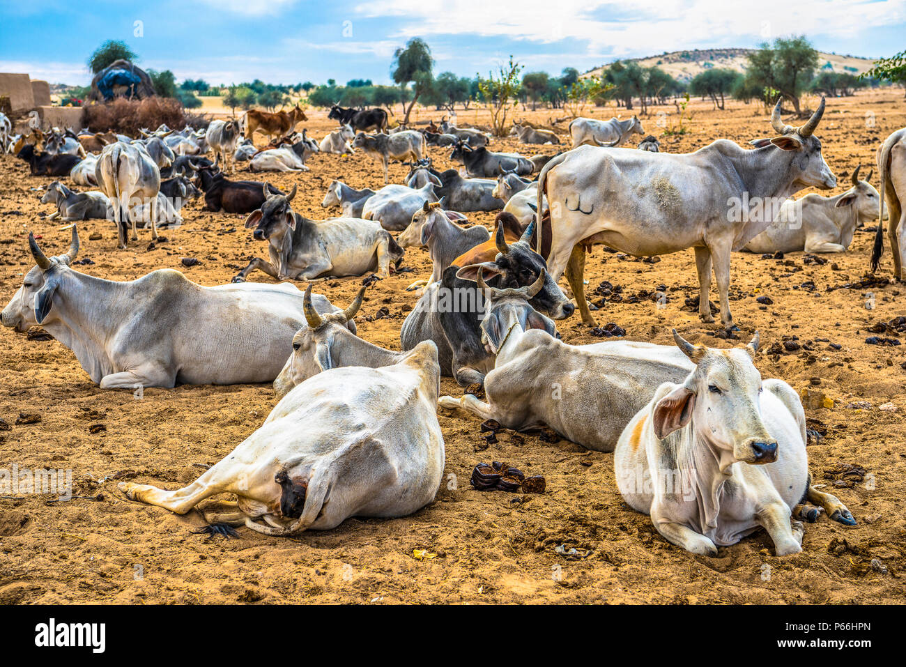 Inde Rajasthan vaches dans désert du Thar Banque D'Images