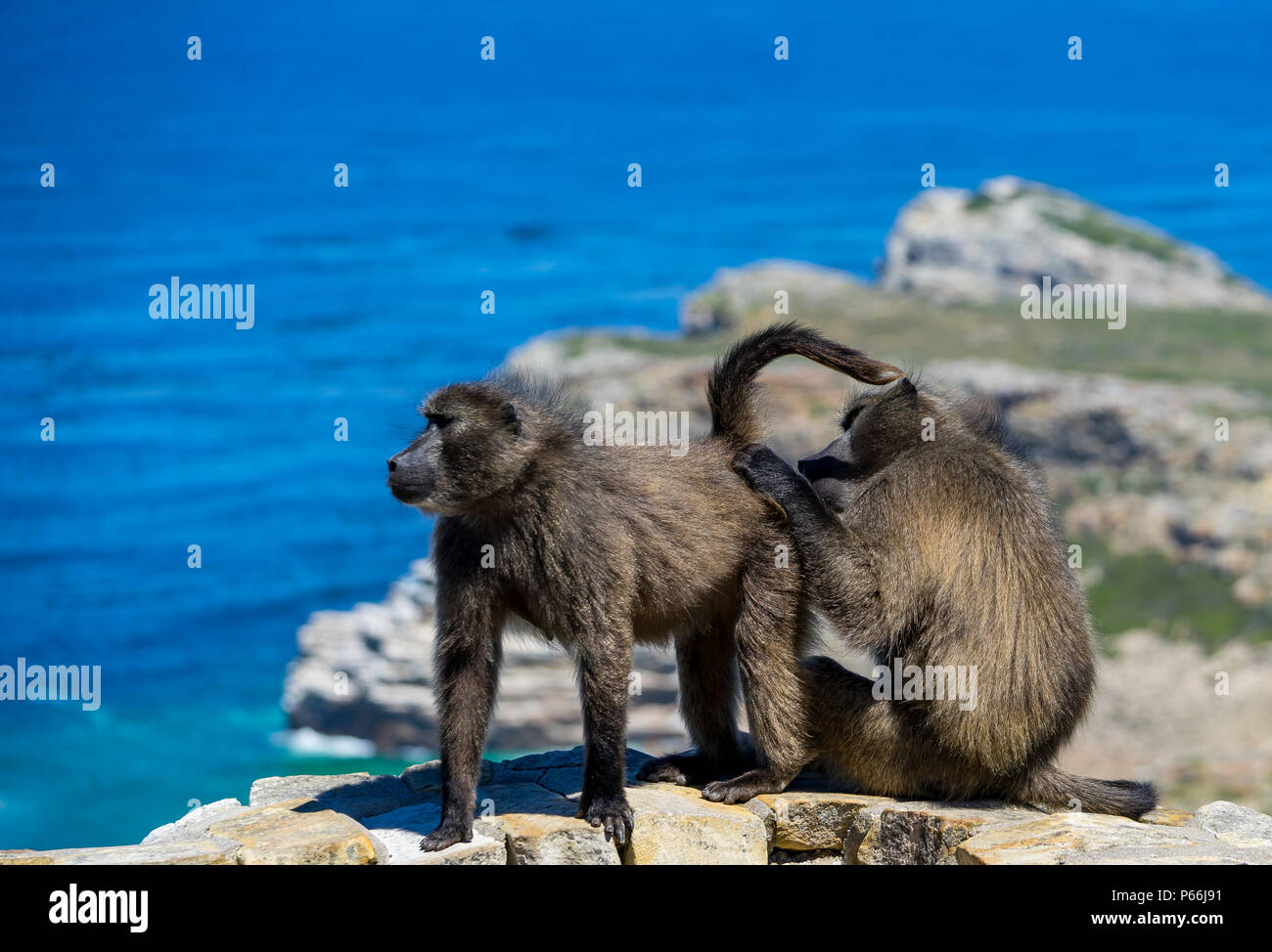 Accouplement Singe L'accouplement des singes Banque de photographies et d’images à haute ...
