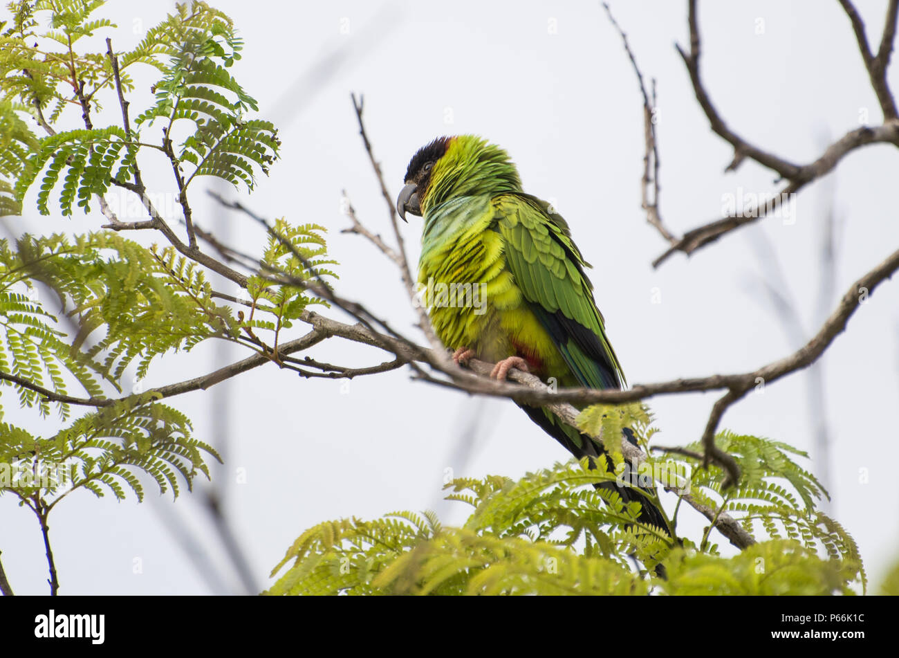 De magnifiques oiseaux perruches Nanday Prince-Black ou perruche (Aratinga nenday) dans un arbre dans le Pantanal brésilien. Banque D'Images