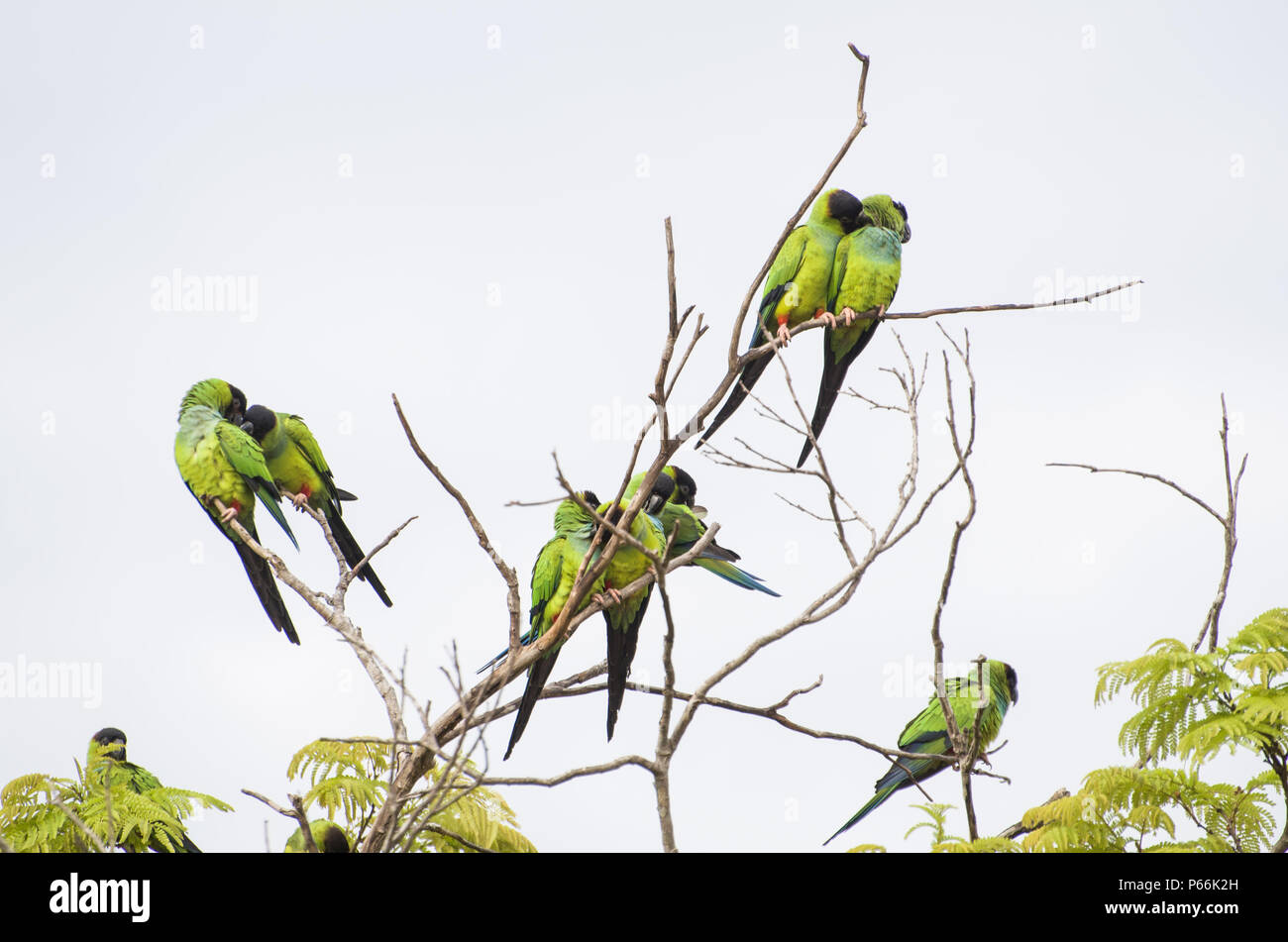 De magnifiques oiseaux perruches Nanday Prince-Black ou perruche (Aratinga nenday) dans un arbre dans le Pantanal brésilien. Banque D'Images