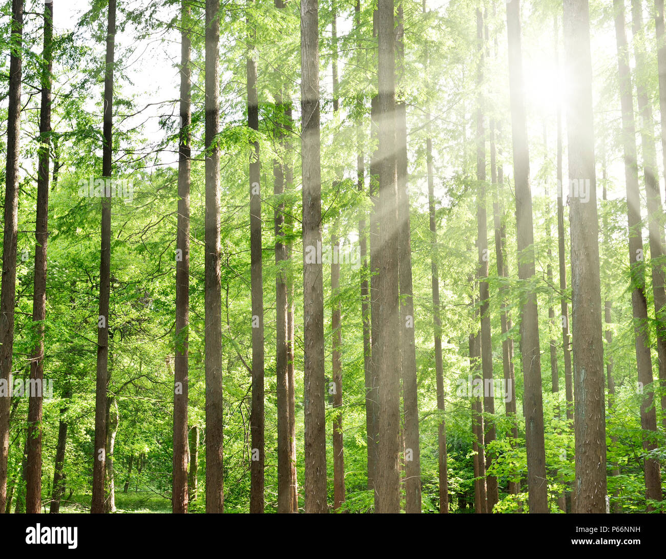 Arrière-plan de la forêt idyllique avec le tronc des arbres et de la lumière du soleil. Scène de la forêt au printemps. Banque D'Images