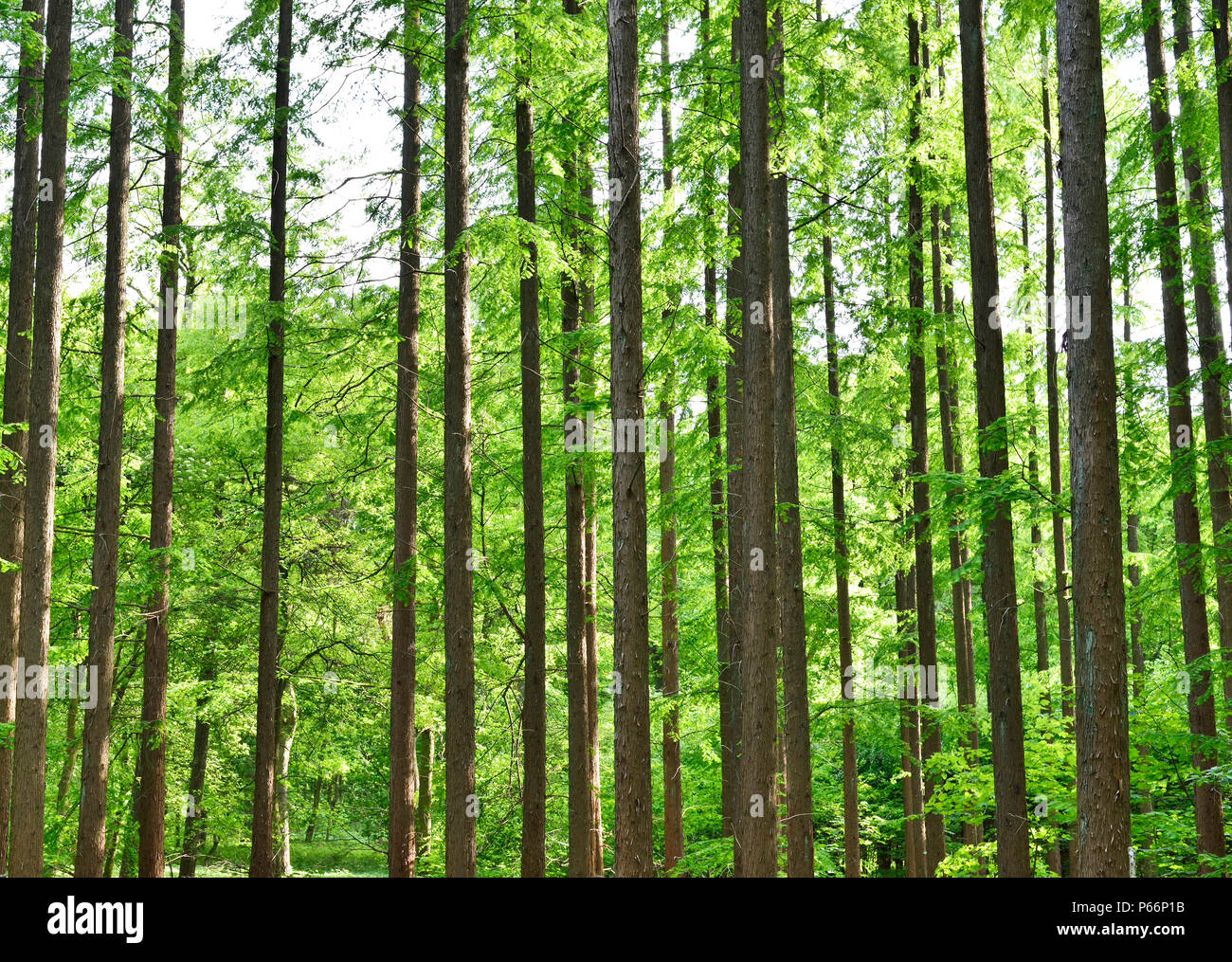 Arrière-plan de la forêt idyllique avec le tronc des arbres et de la lumière du soleil. Scène de la forêt au printemps. Banque D'Images