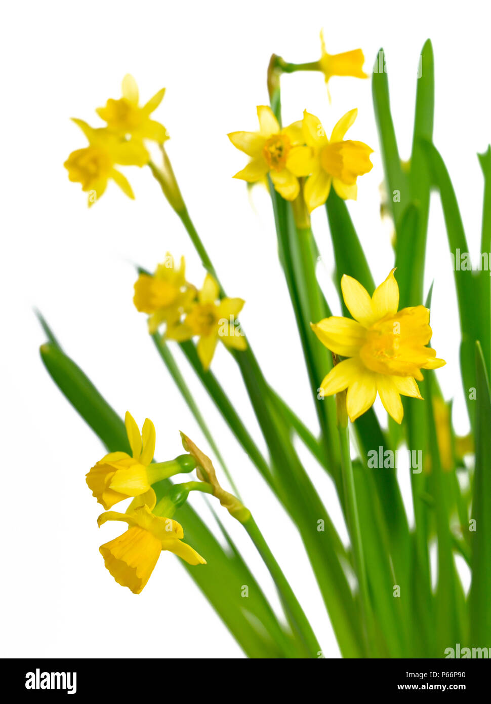 Floraison des jonquilles ou narcisses, fleurs jaune isolé sur fond blanc. Arrière-plan de printemps. Banque D'Images