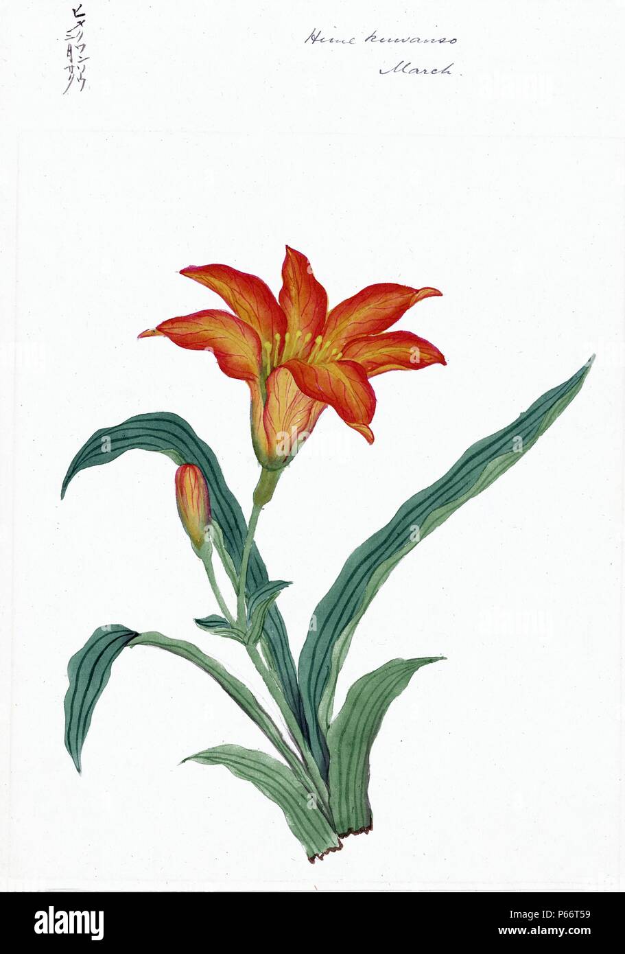 Hime kuwanso - date de mars 1870. Dessin montre grande fleur orange et de longues feuilles d'un lis du jour, identifié comme un Hemerocallis fulva var. no-kanzou Hemerocallis fulva var. ou une kwanso Banque D'Images