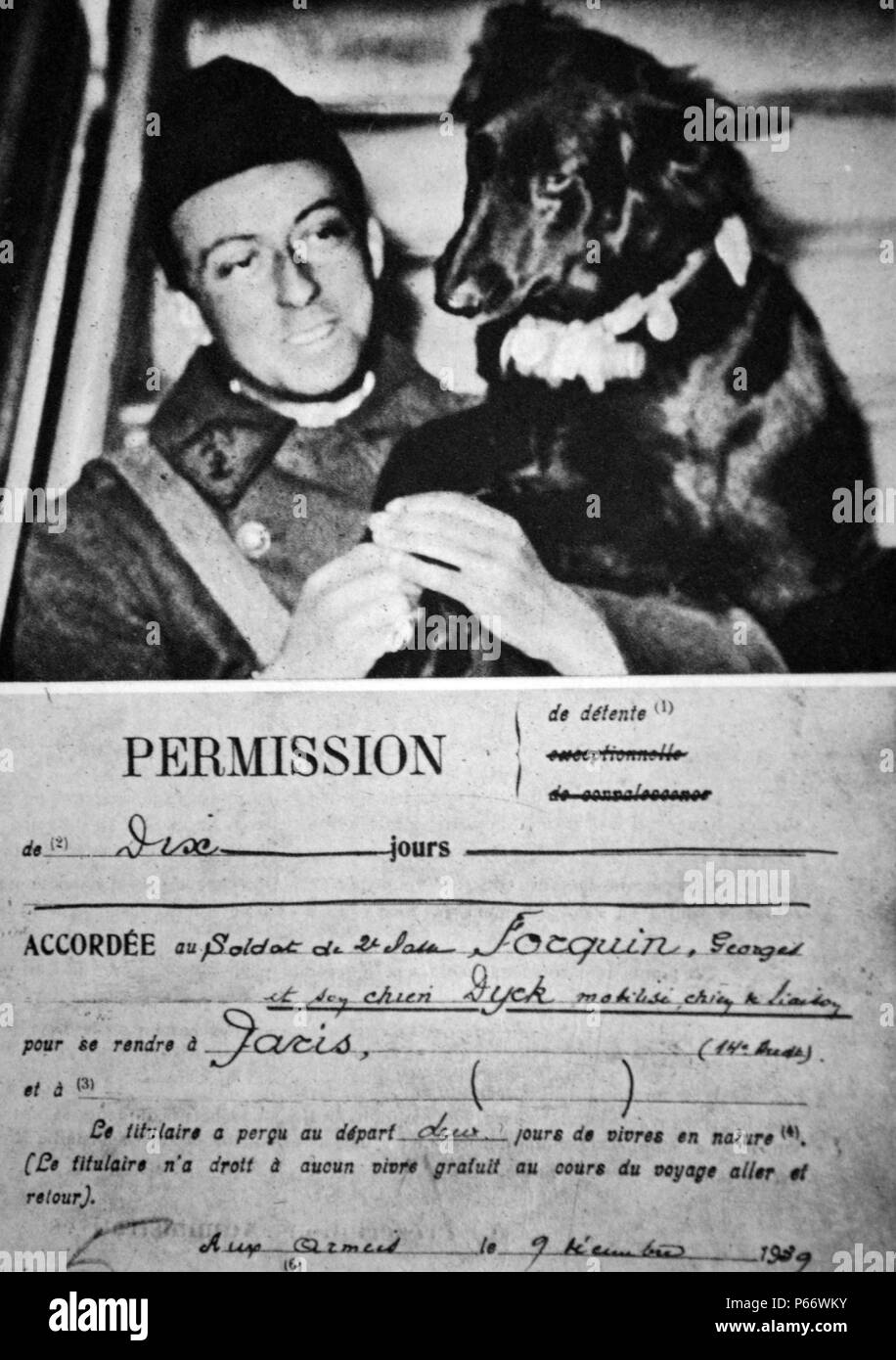 Seconde Guerre mondiale : l'armée française messenger chien à la position de la ligne d'avant 1940 Banque D'Images