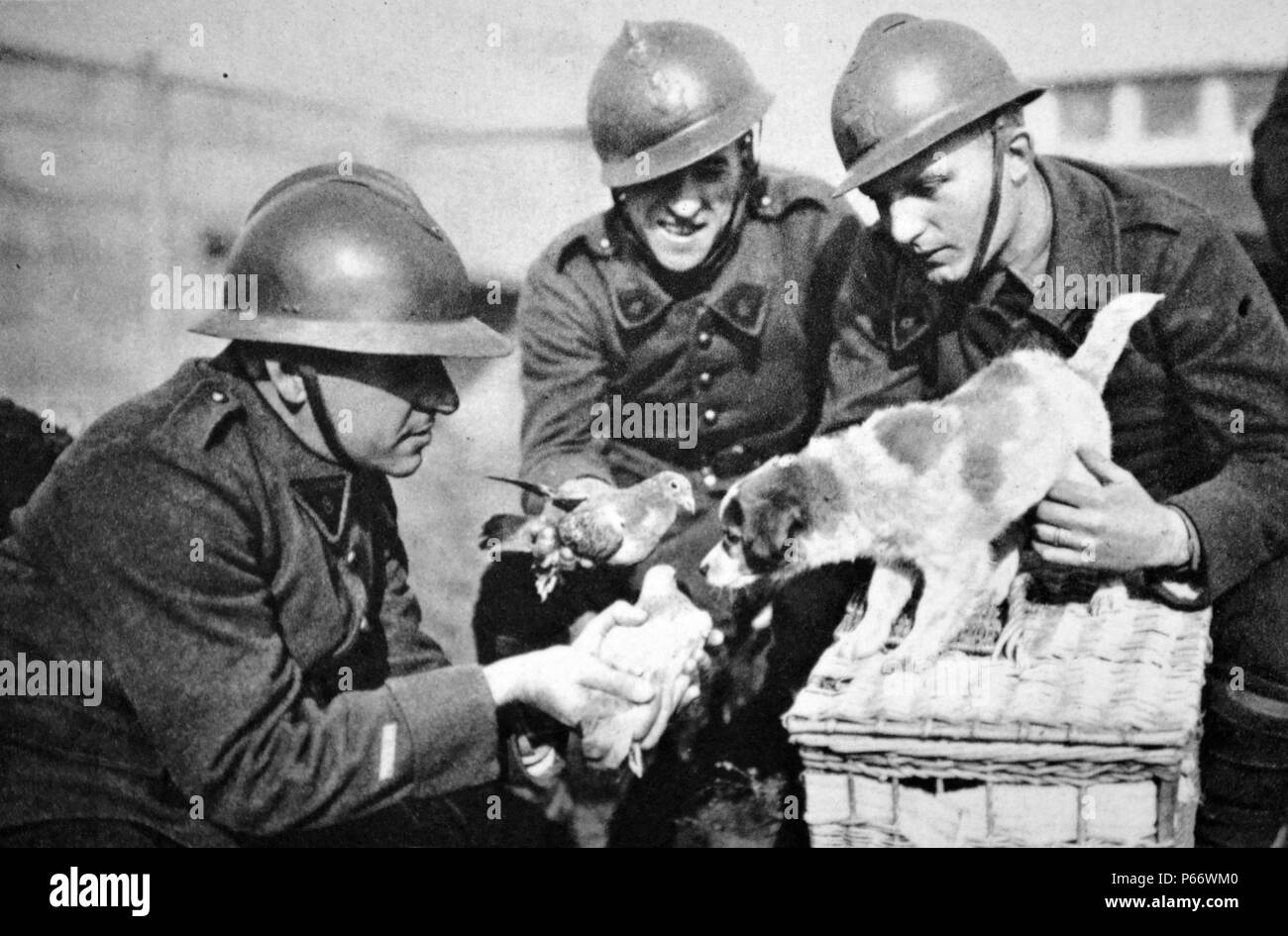 Seconde Guerre mondiale : soldat britannique porte poussins dans son casque à un poste de première ligne 1940 Banque D'Images