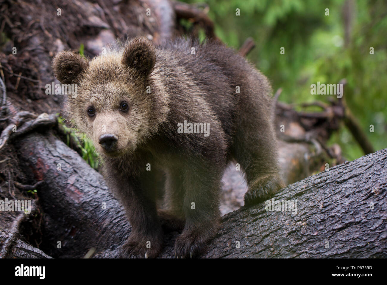 Bebe Ours Brun Ourson Sur Arbre Tombe Avec Des Racines Jusqu A La Camera A De Tres Pres Curieux Photo Stock Alamy Bebe Ours Brun Ourson Sur Arbre Tombe Avec Des Racines Jusqu A La Camera A De Tres Pres Curieux Photo Stock Alamy