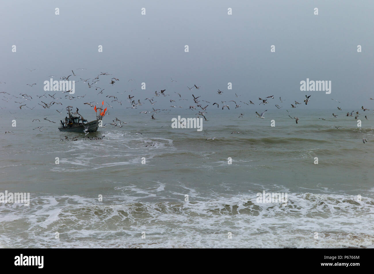 Petit bateau de pêche suivi par les mouettes,Normandie,France Banque D'Images