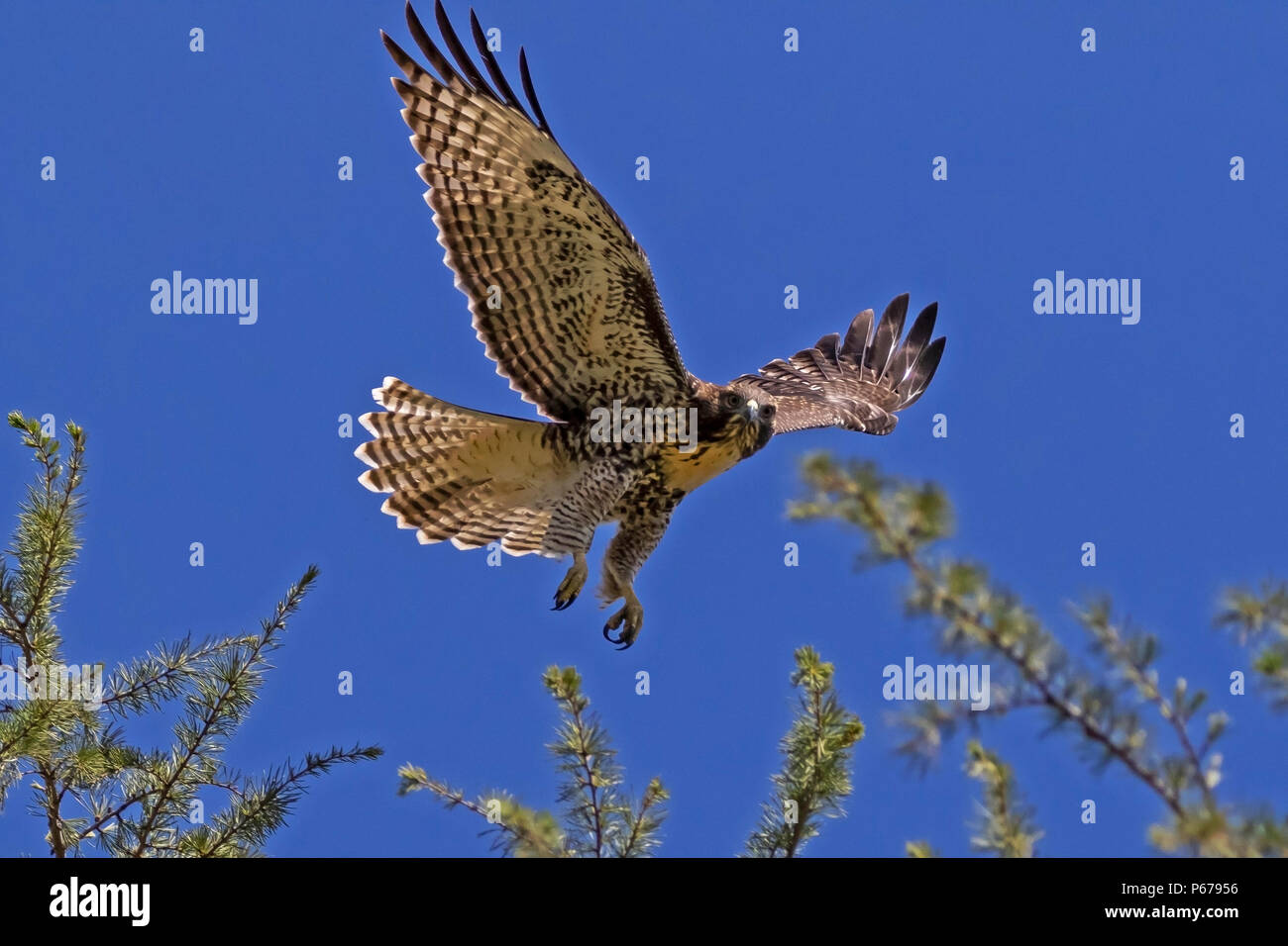 Hawk d'oiseau de la faune de la Californie Banque D'Images