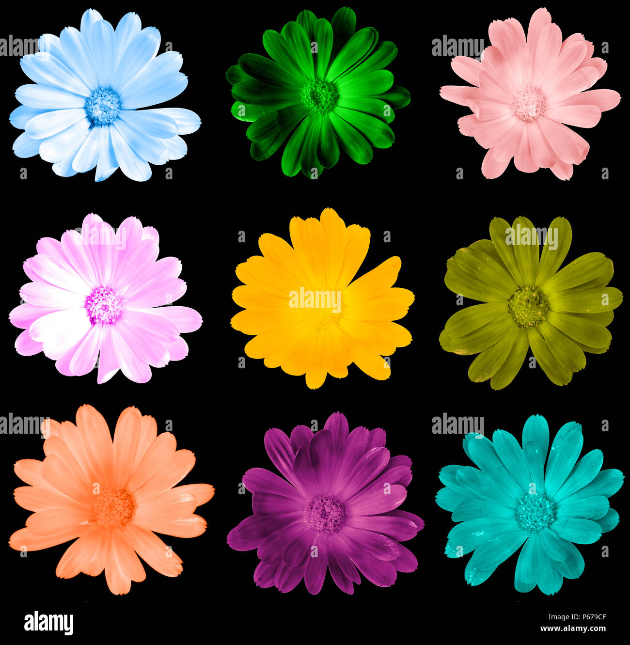 Groupe de fleurs de différentes couleurs sur noir isoated Banque D'Images