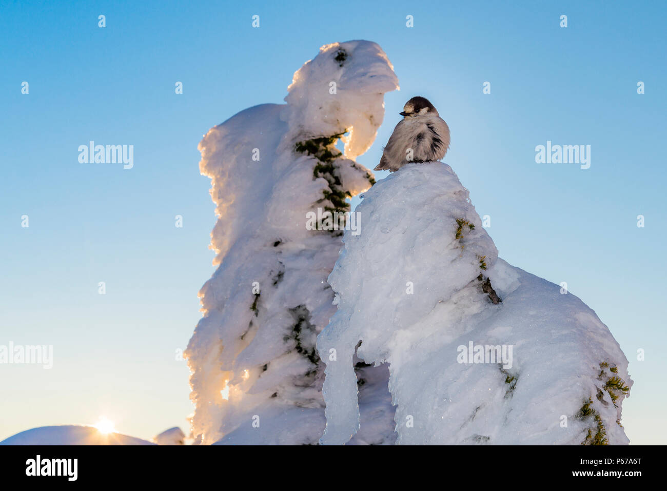 Geai gris sur l'arbre enneigé, Coucher de soleil, hiver, Mount Seymour Provincial Park, N. Vancouver, Colombie-Britannique, Canada Banque D'Images