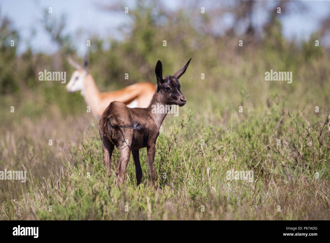 Springbok (Antidorcas marsupialis) antilope bébé Morph noir dans le parc national sauvage de Mokala, Afrique du Sud Banque D'Images