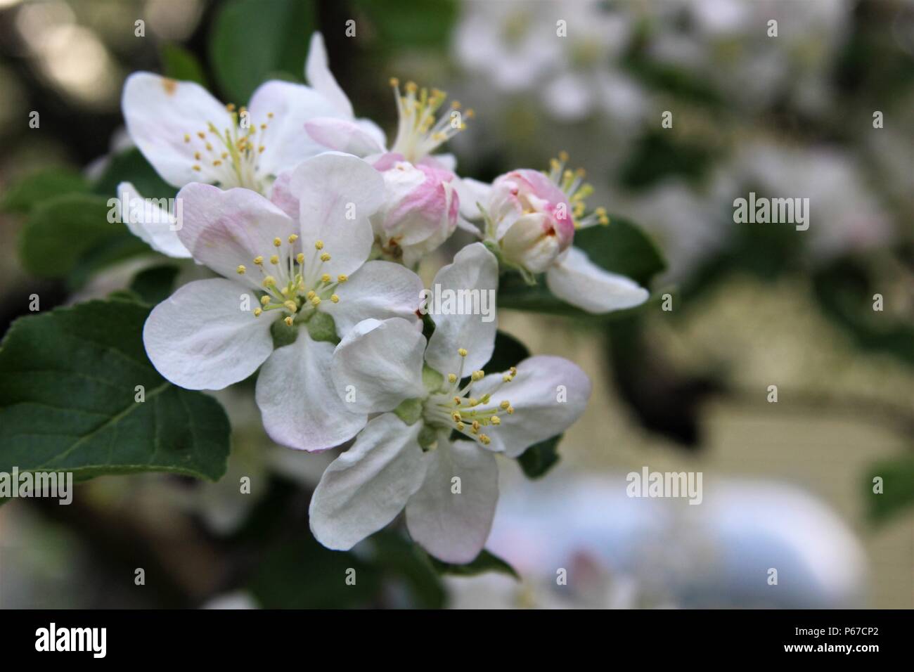 Pommiers en fleurs Banque D'Images