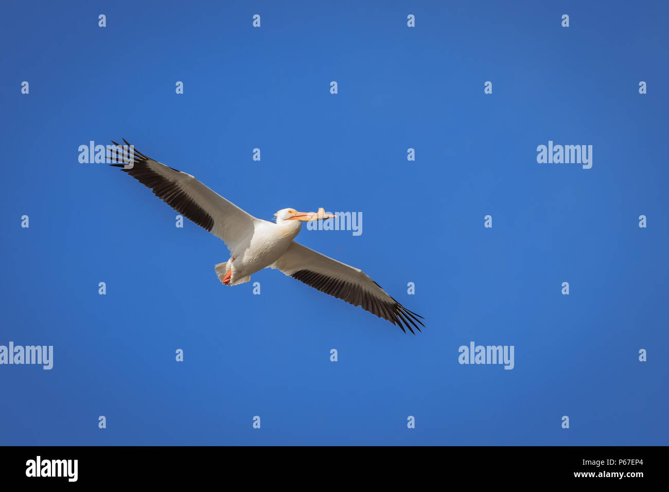Pélican blanc (Pelecanidae) en vol Banque D'Images