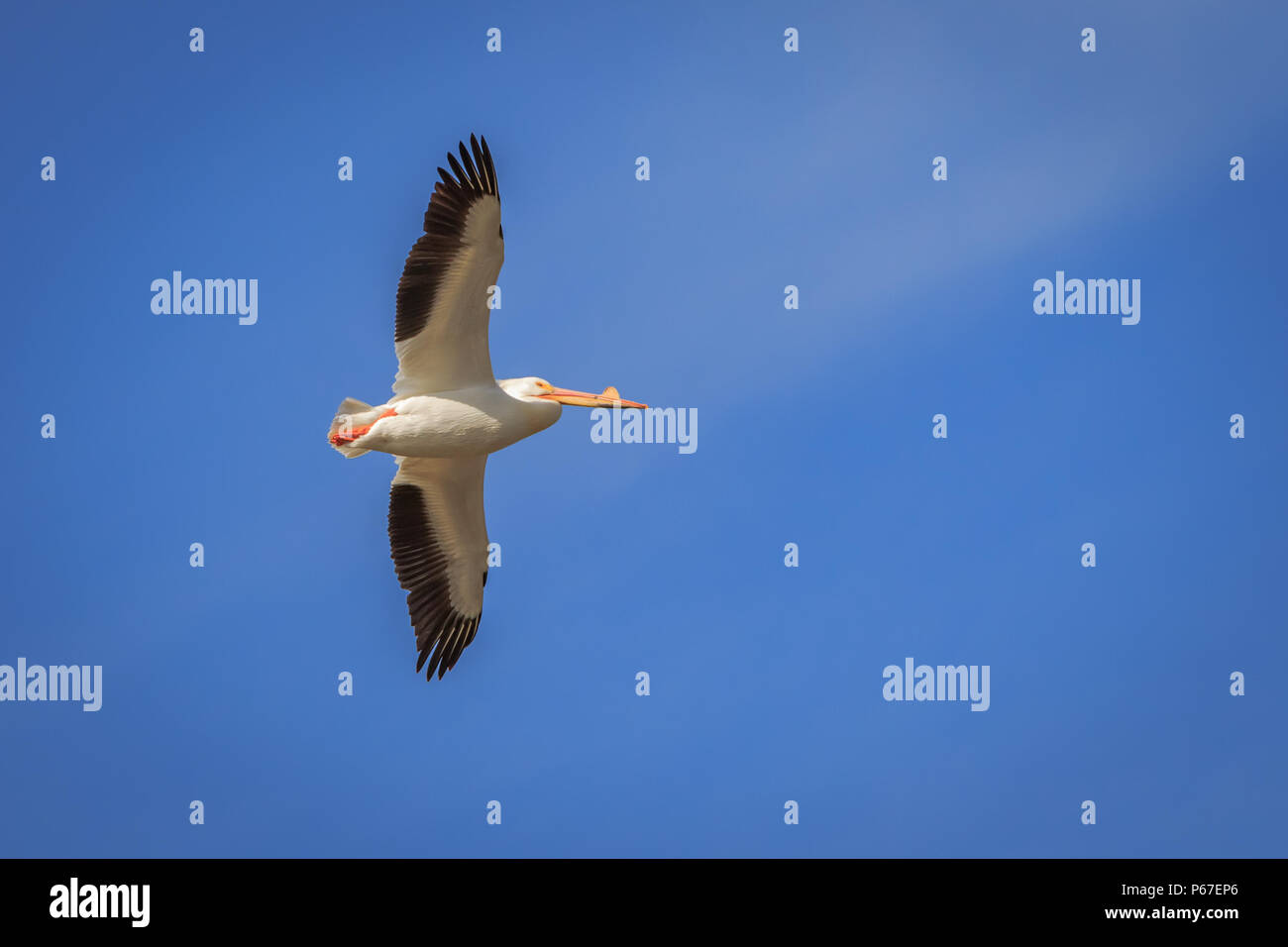 Pélican blanc (Pelecanidae) en vol Banque D'Images
