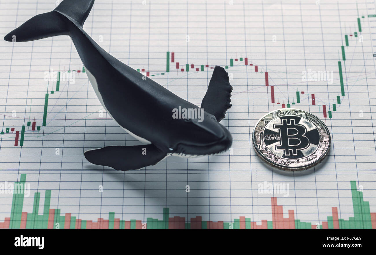 Représentation conceptuelle du titulaire des baleines Bitcoin présenté  comme seul coing placé à côté de whale figure sur le graphique de la valeur  des prix volatils Photo Stock - Alamy
