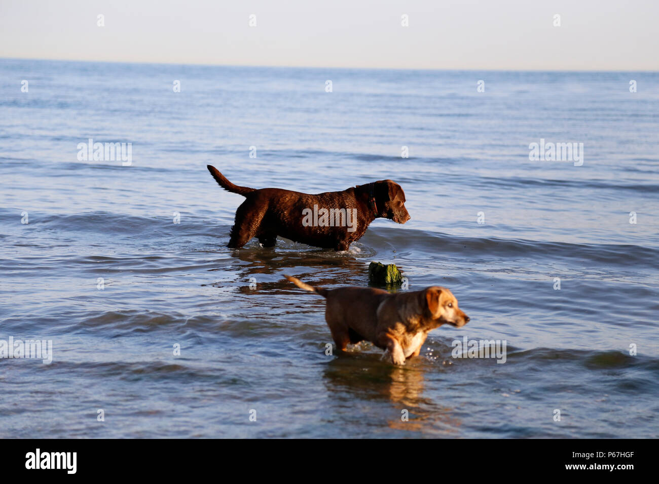 Deux chiens en mer à Cuckmere Haven Banque D'Images