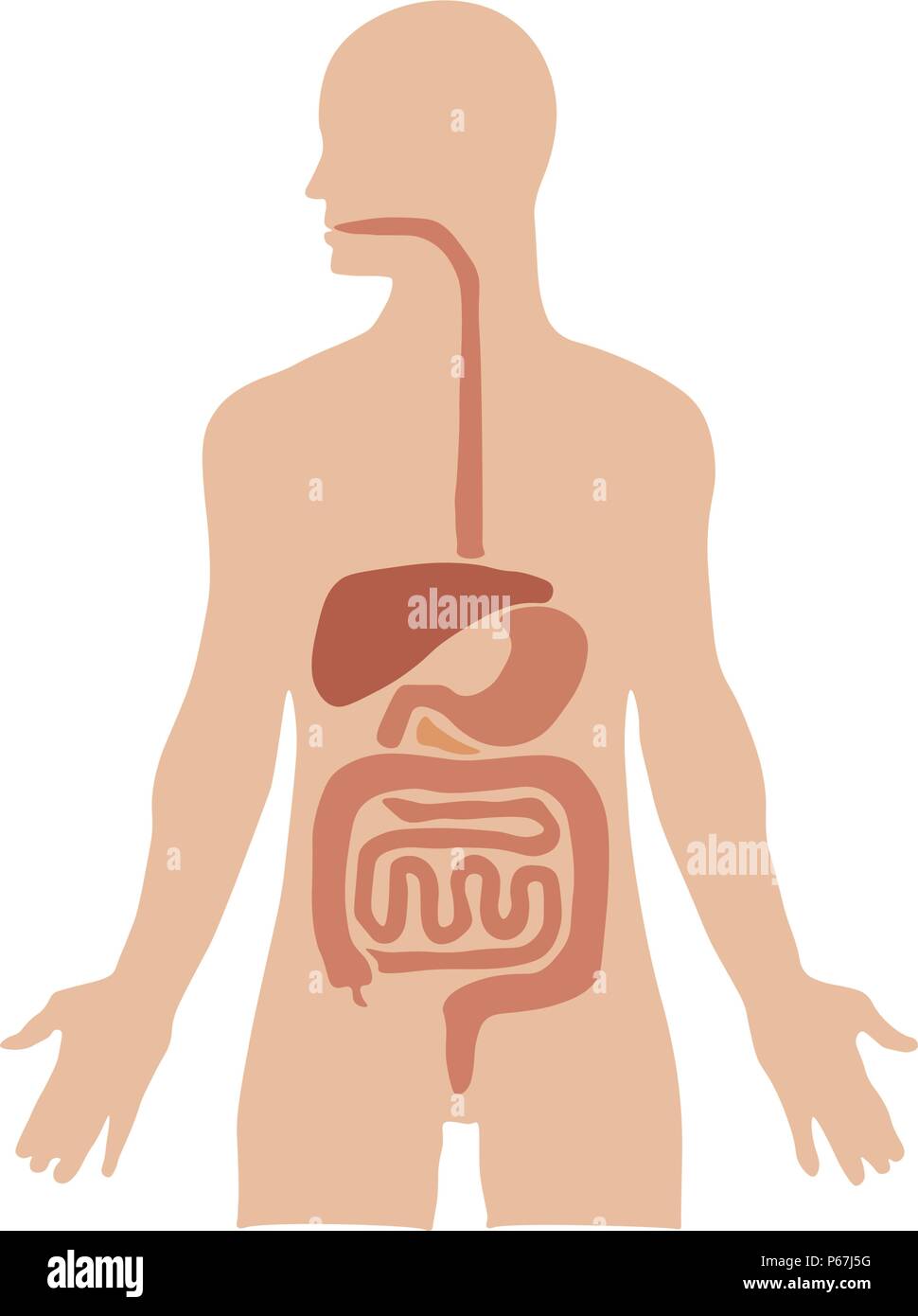 Les organes internes. Vector illustration. Isolé sur fond blanc Illustration de Vecteur