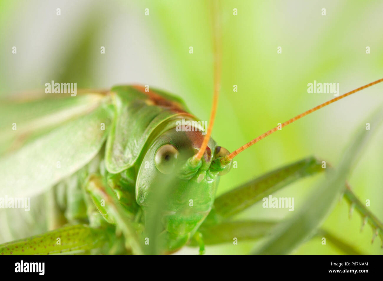Grande sauterelle verte se cachant dans l'herbe verte Banque D'Images