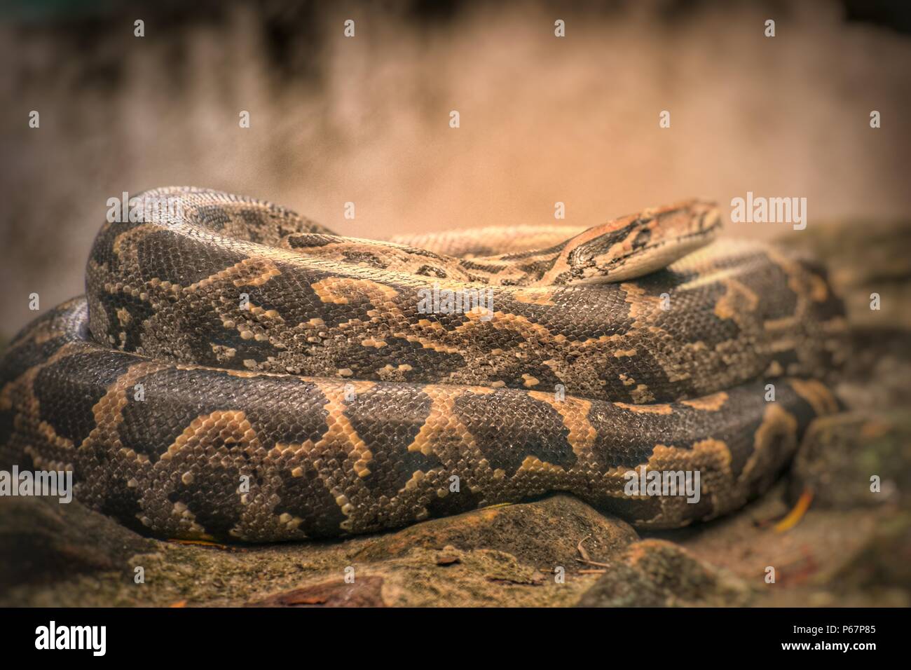 Serpent python Banque de photographies et d’images à haute résolution ...