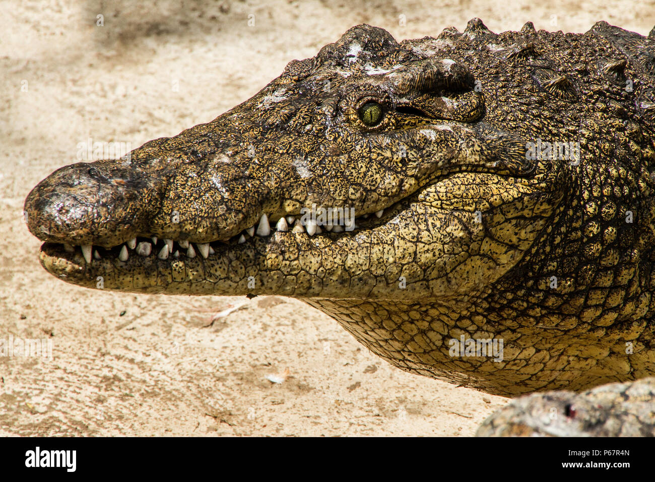 - Le crocodile du Nil Crocodylus niloticus - close up montrant head Banque D'Images