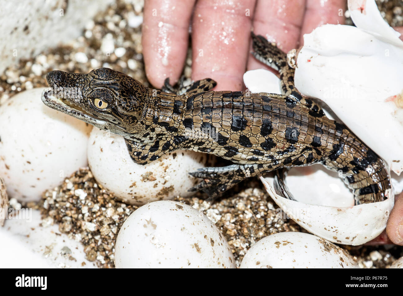 Bebe Crocodile Du Nil Crocodylus Niloticus Hatchling Tout Juste De Sortir De La Coquille Et Tenu Dans La Main Pour Le Transfert Au Reservoir Photo Stock Alamy
