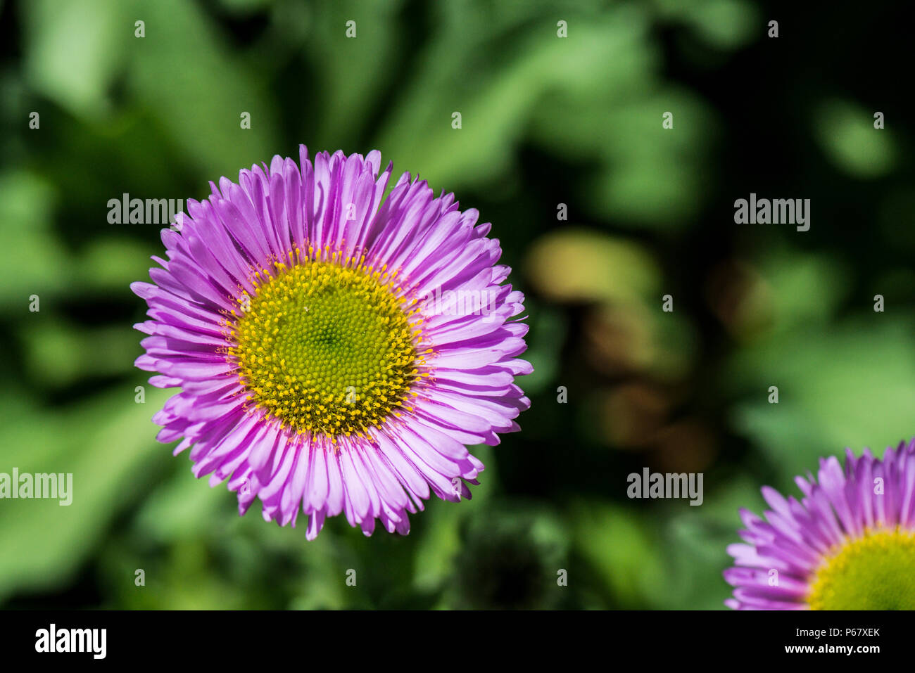 Aster plage (Erigeron glaucus) Banque D'Images