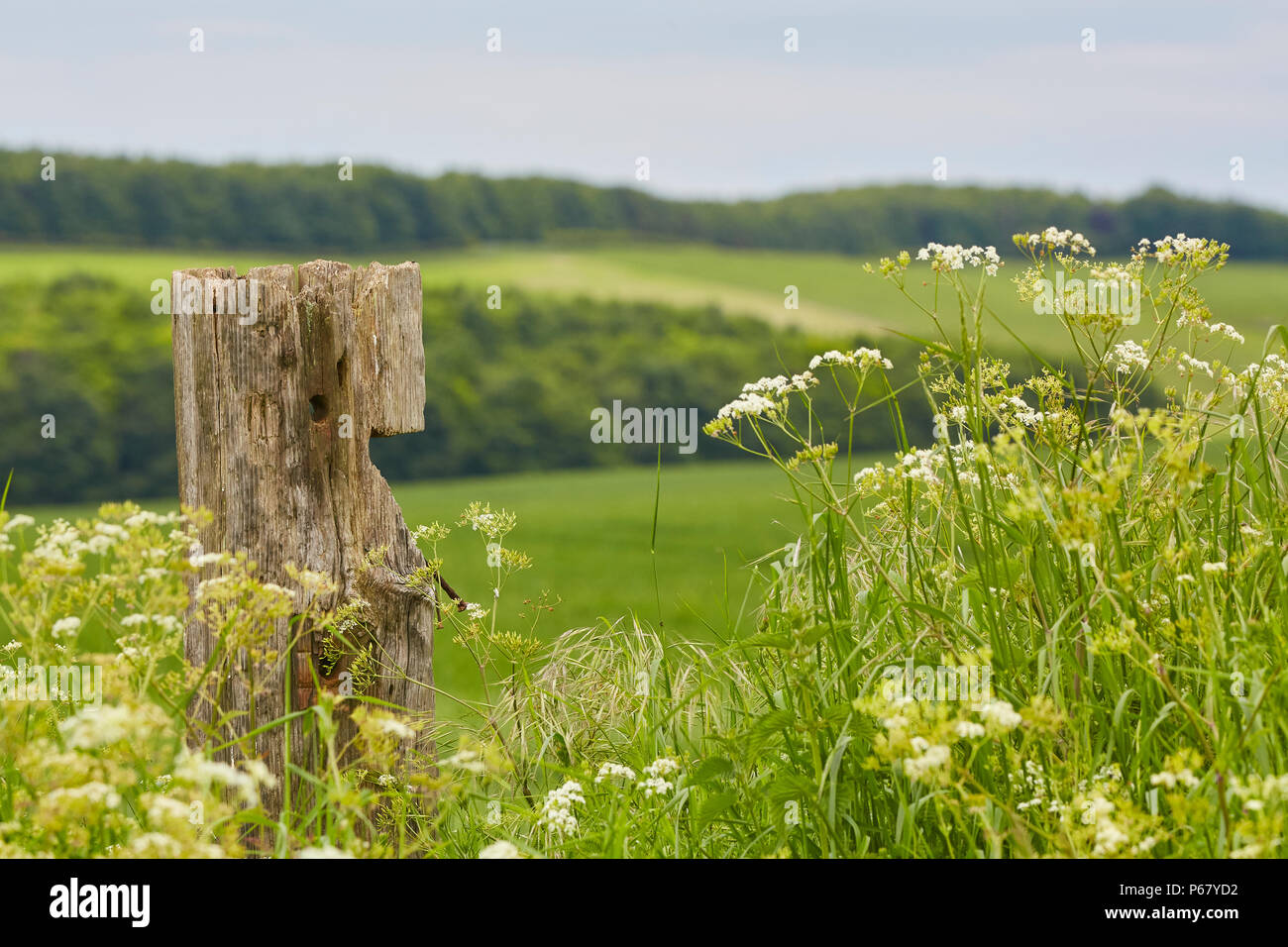 Un gros plan d'un vieux poteau de clôture en bois avec cow parsley growing autour d'elle et les collines et les champs de la North Wessex Downs en arrière-plan Banque D'Images