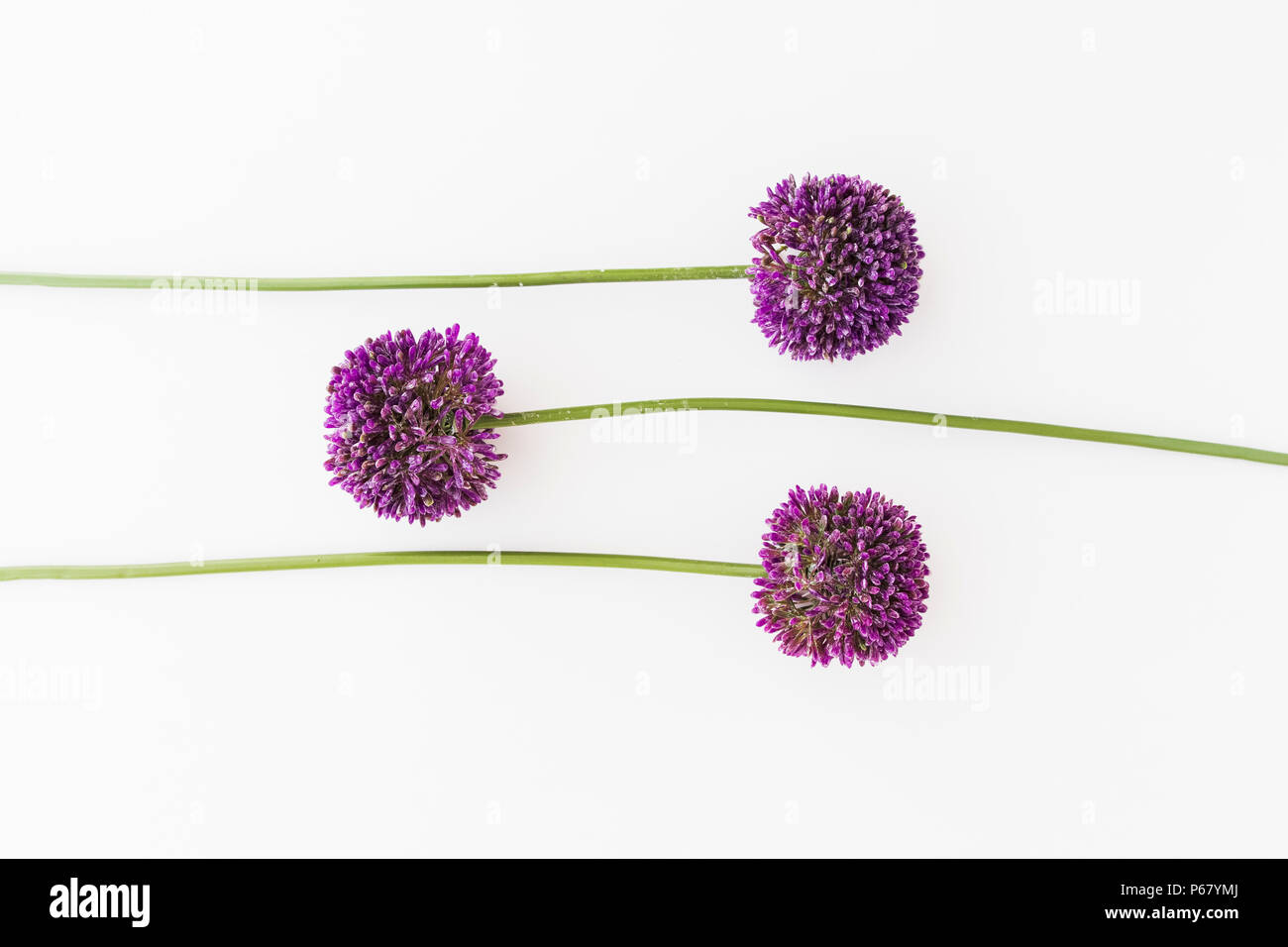 L'allium isolé sur fond blanc Banque D'Images