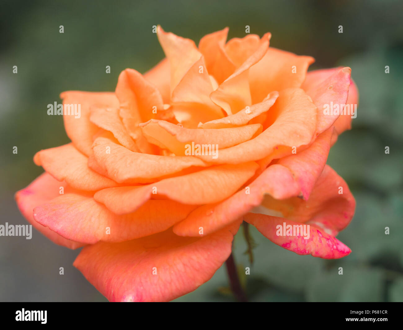 Close-up d'un abricot-orange rose jardin hybrides de thé. Banque D'Images